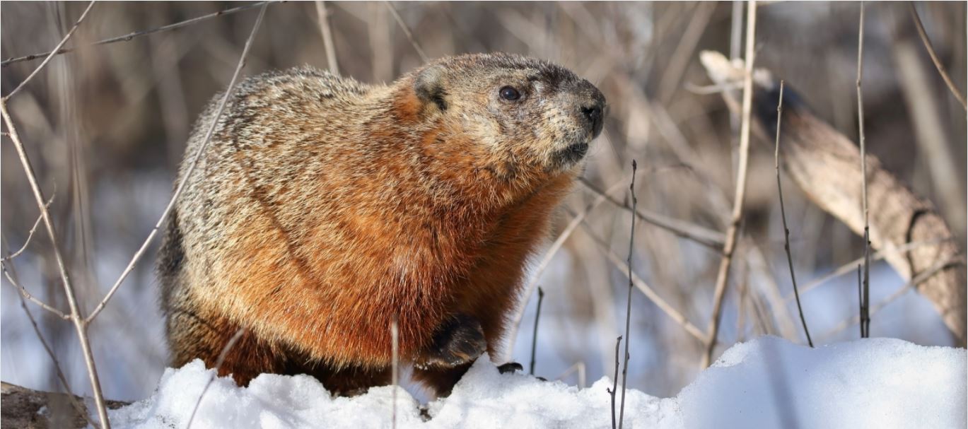 Polémica en Francia por la construcción de una nueva pista de esquí que pone en riesgo las marmotas